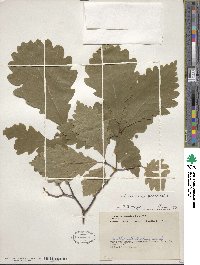 Quercus michauxii image