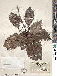 Quercus michauxii image