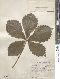 Quercus michauxii image