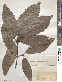 Quercus michauxii image