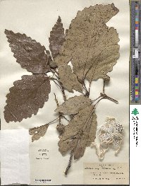 Quercus michauxii image