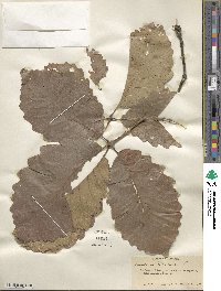 Quercus michauxii image