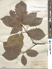 Quercus michauxii image