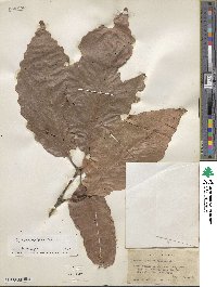 Quercus michauxii image