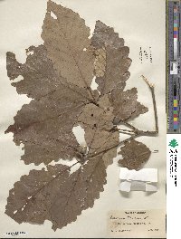 Quercus michauxii image