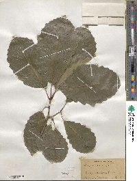 Quercus michauxii image