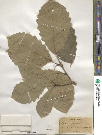 Quercus michauxii image