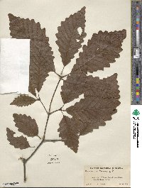 Quercus michauxii image