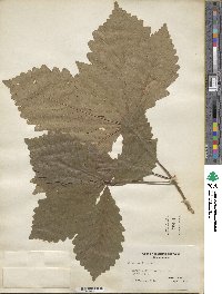 Quercus michauxii image