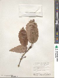 Quercus michauxii image