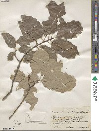 Quercus michauxii image