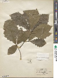 Quercus michauxii image