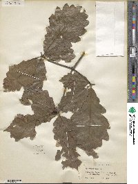 Quercus michauxii image