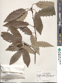 Quercus michauxii image