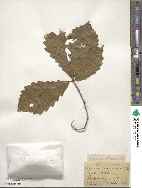 Quercus michauxii image