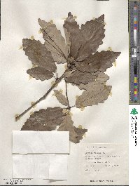 Quercus michauxii image