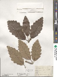 Quercus michauxii image