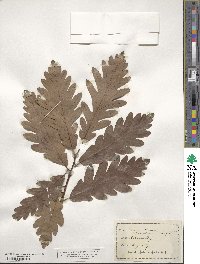 Quercus michauxii image