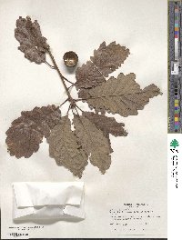 Quercus michauxii image