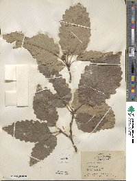 Quercus michauxii image