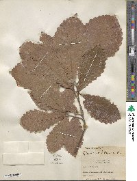 Quercus michauxii image