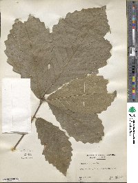 Quercus michauxii image