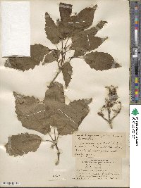 Quercus michauxii image