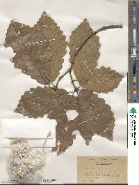 Quercus michauxii image