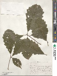 Quercus michauxii image