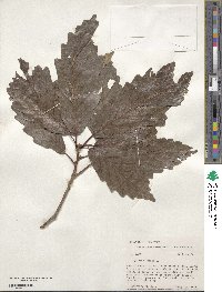 Quercus michauxii image