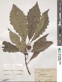 Quercus michauxii image