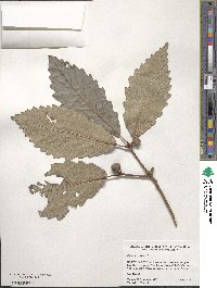 Quercus michauxii image