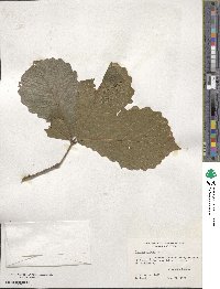 Quercus michauxii image