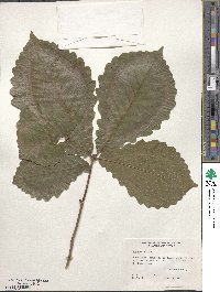 Quercus michauxii image