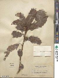 Quercus michauxii image