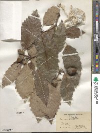 Quercus michauxii image