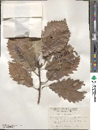 Quercus michauxii image