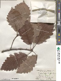 Quercus michauxii image