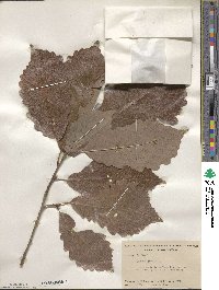 Quercus michauxii image