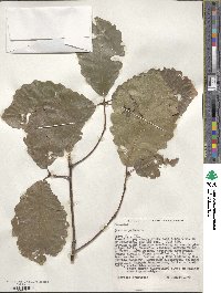 Quercus michauxii image