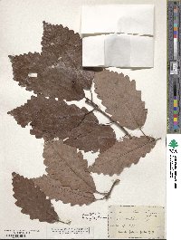 Quercus michauxii image