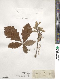 Quercus michauxii image