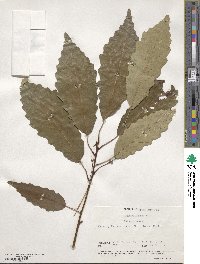 Quercus michauxii image