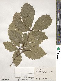 Quercus michauxii image