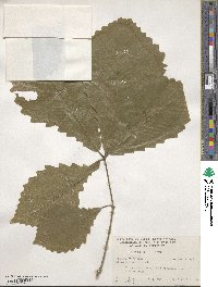 Quercus michauxii image