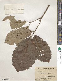 Quercus michauxii image