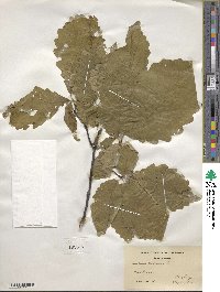 Quercus michauxii image