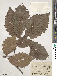 Quercus michauxii image