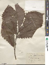 Quercus michauxii image