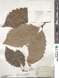 Quercus michauxii image